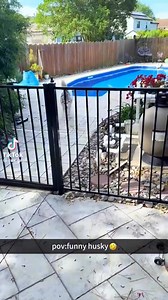 272K views · 7.4K reactions | Huskies: we come in all shapes, sizes, and levels of drama. Some scream, some sass, some dig holes for no reason at all. But one thing’s for sure — we’re all hilarious in our own weird way. #HuskyLife #FluffyWeirdos #DramaSquad #husky #funnyhuskies #huskylifestyle #huskies | Husky World | Facebook