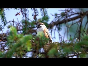 Boreal Chickadee: Call (17 October 2025)