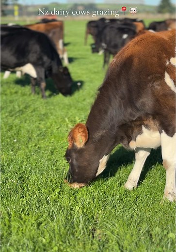 R2’s grazing on a Nz dairy farm! 🐮🥰 #farming #fyp #viral #dairyfarm #farmtok #agriculture #cute #friendlycows #nzfarming #farmlife
