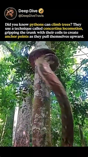 Did you know pythons can climb trees? 🐍