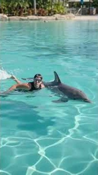 #Shorts #SwimWithDolphins #FamilyTravel #travelvlog Best Places to Swim with Dolphins in America