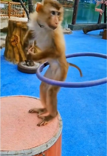 #funnyanimalsvideo #loveanimals #cute #funnyvideos😂 #monkey #creatorsearchinsights2025 #tiktokviral #22millionviewsin3seconds