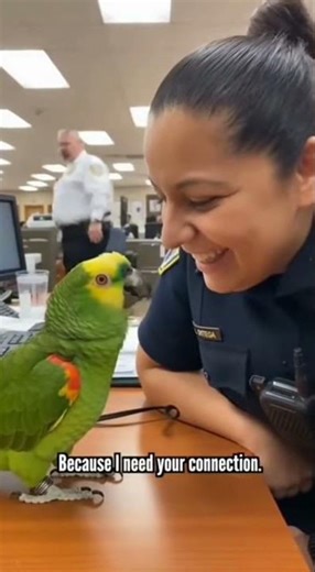 Hey officer... do you have Wi-Fi?#talkingparot #parrot #funny