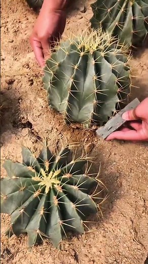 Cosecha de Frutos de Cactus: ¡Dulces y Deliciosos! 🌵
