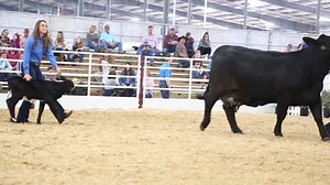 This week on Stock Center News, we bring you everything San Antonio! Join us as we recap all the happenings at the San Antonio Livestock Expo as well as the very first Texas Elite Showcase. Walton Webcasting is proud to bring you all the live events from both San Antonio and the Texas Elite Showcase. If you missed the events live, sign up for a subscription today and sit back and enjoy all the archived events! | Walton Webcasting