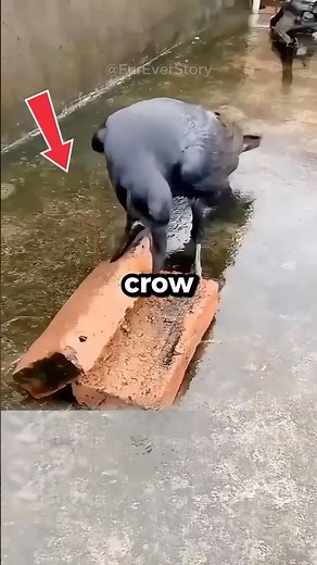 😲 Can You Believe How Far This Crow Went for One Walnut?