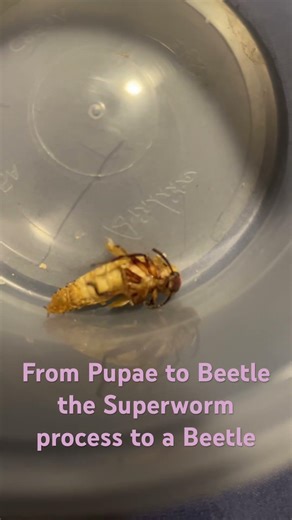 From Pupae to Beetle the Superworm process to a Beetle