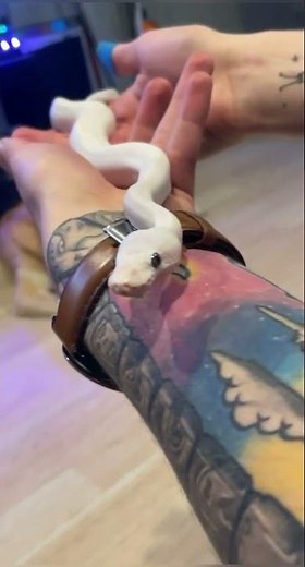 Blue eyed leucistic ball python #reptile #pets #snake #ballpython #ball #curious #blue #white 🐍🐍🐍