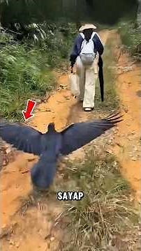 Why Feeding Crows Can Make Them Follow You Every Day