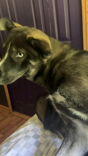 Husky Howling Compilation: Adorable Moments of a Growing Pup