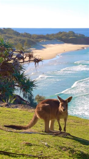Queensland on Instagram: "Coastal view with a roo 🦘🌴 There’s not many places you’ll catch a kangaroo watching the waves roll in. Just 45 minutes from Brisbane and a short ferry across Moreton Bay, Minjerribah (North Stradbroke Island) has beautiful golden beaches and rolling waves stretching as far as you can see. 📍North Stradbroke Island (Minjerribah) - @visitbrisbane 🎥 @mariella_luisa #QueenslandHolidayFeeling #ThisIsQueensland #SeeAustralia #VisitBrisbane"