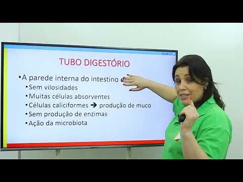 Biologia - Sistema Digestório: Jejuno, Íleo e Intestino Grosso