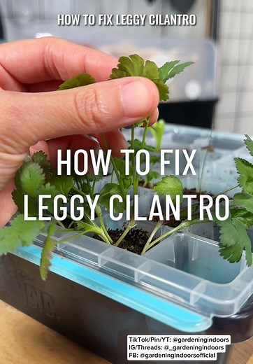 Cilantro Seedling Care: Fixing Legginess Early
