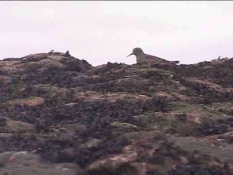 Ducking Diving Twitching on Filey Brigg amongst the Shorebirds