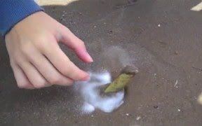 教你如何在海边摸剃刀蛤 ~