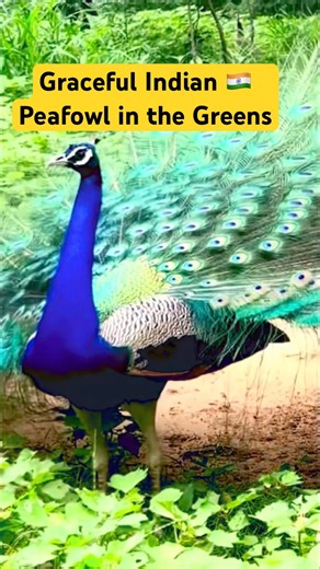 Beautiful Peacock Calls & Feather Sounds #peacockdance #wildlifeentertainmen #naturelovers #trending