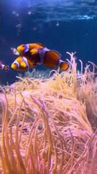 Guardians of the Reef: The Clownfish Colorful Kingdom sealife london Dec 2025
