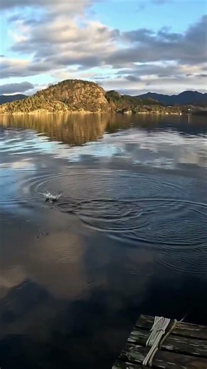 Sea Trout Adventures #fluefiske #flyfishing #skittfiske #troutfishing #fishingtrip #seatroutfishing