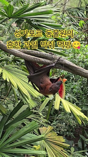 싱가포르 동물원의 흔한 과일 박쥐 먹방 🦇😋​#박쥐 #싱가포르동물원 #박쥐먹방 #SingaporeZoo #FruitBat #BatEating #Wildlife #Shorts