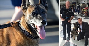 Learn How To Adopt A Dog That Was "Too Nice" To Be A TSA Service Dog