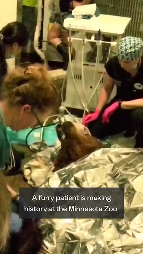 25K views · 230 reactions | A Minnesota bear became the first bear to undergo crown surgery. | NBC News | Facebook