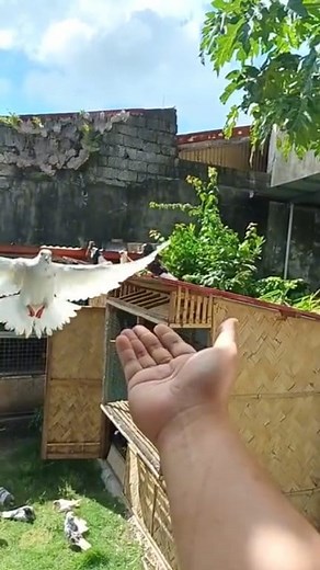 18K views · 260 reactions | Recall training. Training my pigeon to land on my hand when called. #recalltraining #pigeon #pigeonlove #pigeonsport #pigeonracing | Jundy Saliendra | Facebook
