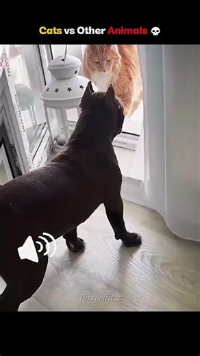 Cats Vs Other Animals 💀! #cats #trollfaceedit