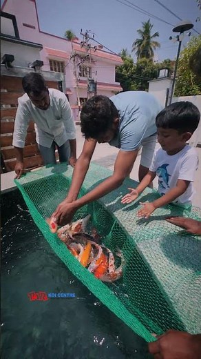 Ended up a new koi pond project with SUMI - 15 RDF and imported koi 🇮🇳🇯🇵 ☎️ @ +91 7397224998