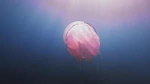A beautiful jellyfish swims in the blue ocean sea, a dangerous poisonous jellyfish. Canary Islands, slow motion