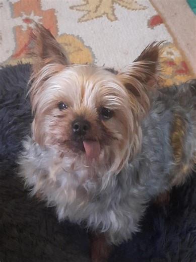 we're fostering a 10 year old male toy yorkie ❤️ #fosterdog #dog #yorkie #love #yorkielover