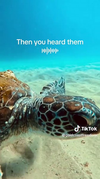 Underwater Sounds of Turtles and Whales in Australia