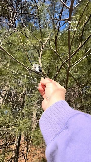 26K views · 1.1K reactions | I pet a squirrel and handed a peanut to a chickadee in a tree!! #squirrelwhisperer #amazing #squirrel #bird #blackcappedchickadee #squirrelfriends #backyardwildlife #connectwithnature #melgsbackyard #melgsbackyardsquirreling | Melanie Getchell | Facebook