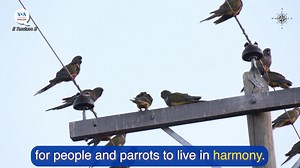 13K views · 438 reactions | This week's News Word is harmony. Harmony in when different things go together well. | VOA Learning English | Facebook