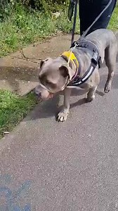 36K views · 1.2K reactions |  Elsa had a trip out in her adopt me bandana with some team members,in the hope someone might see her and fall in love. It's a good enrichment and training exercise too to be away from the kennels. Elsa has now been with us for over 7 months and is still looking for an experienced in large breeds,adult only home. Further details can be found on our website. | Staffie and Stray Rescue | Facebook