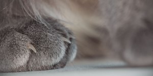 Comment reconnaître et soigner une griffe incarnée chez le chat ?