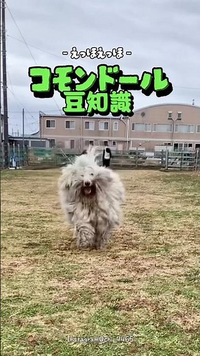 コモンドールの豆知識伝えなきゃ！#コモンドールの生活#コモンドールあるある#愛犬家#ワンコなしでは生きて行けません会#コモンドール#犬