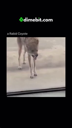 Horrors | Rabid coyotes are rare but dangerous threats in North America, particularly in rural and suburban areas where human and wildlife boundaries... | Instagram