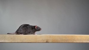 Brown Norway Rat Running Slow Motion Stock Footage Video (100% Royalty-free) 1047459949 | Shutterstock