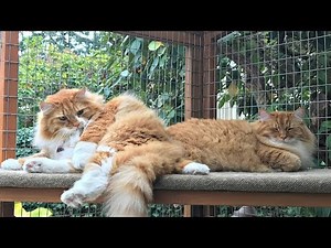 Maine Coon Garden Catio