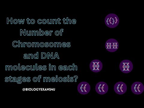 How to count the Number of Chromosomes and DNA molecules in each stages of meiosis?