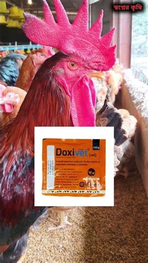 Treatment of cold, sneezing and cough in chickens #chicken_rearing_method #chicken_farm
