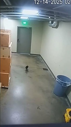 The Wire Creature: Caught on Security Camera in the night shift