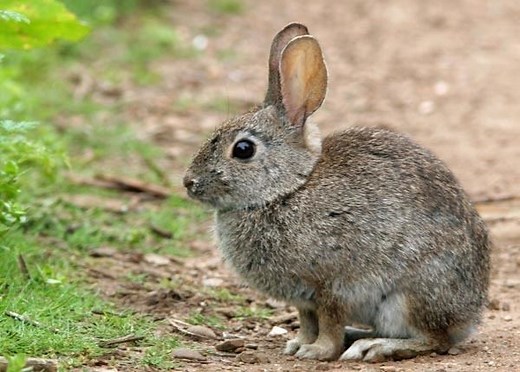 Brush rabbit ~ Everything You Need to Know with Photos | Videos