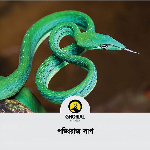 Ahaetulla nasuta Ahaetulla nasuta, also known as Sri Lankan green vine snake and long-nosed whip snake, is a venomous, slender green tree snake endemic to Sri Lanka. | Ghorial Bangla