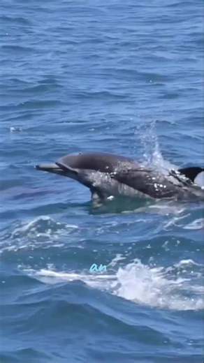Dolphins in the Ocean: Ameno Dance Experience