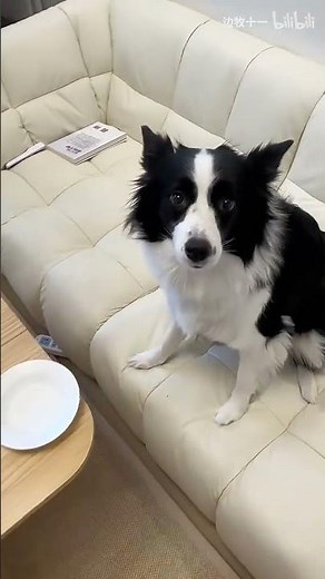 这狗又声东击西…#狗狗 #狗 #宠物 #边牧 #dog #dogs #doglife #dogvideos #pets #pet #family #萌宠 #老友狗狗 #萌寵