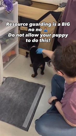 Cherry Hoggs | Dog Training | 🐾 Resource guarding is when a dog protects things like food, toys, or even people. It might seem harmless at first, but it can become... | Instagram