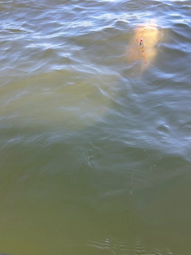 3.4K views · 25 reactions | Sooner lake 11/7 Bait Strawberry Garlic Chicken Drifting 50’ of water Fish number 5 Guys and Gals do not miss out on this tournament, it’s going to be a good one and there are still spots available. #Oklahoma #catfishing | I Catch Fish | Facebook