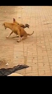 547K views · 10K reactions | Poor and innocent dog …… #fyp #dog #chicken #funny #viral #fblifestyle #trending #explore | DLord001 | Facebook