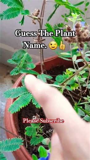 Touch Me Not Plant 😋 #shorts #plants #trending #viral #nature #flowers #plantlover #garden